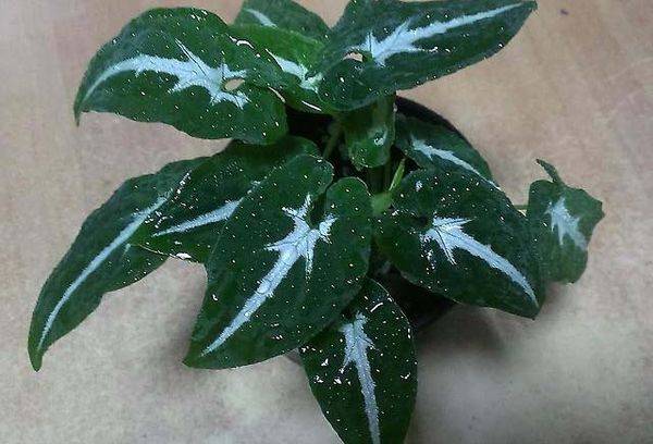 Syngonium wendlandii
