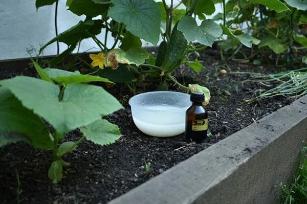 Sauermilch und Jod zur Düngung von Gurken