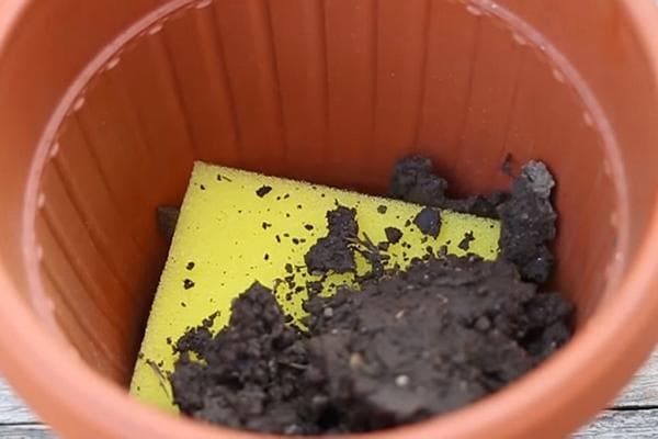 Schwamm auf dem Boden des Blumentopfs