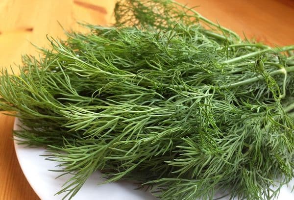 Dill zum Trocknen