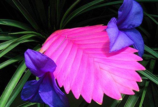 Tillandsia cyanea