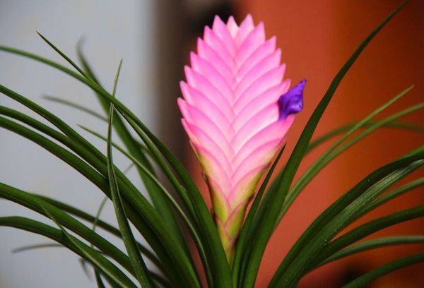 Tillandsie Blüte