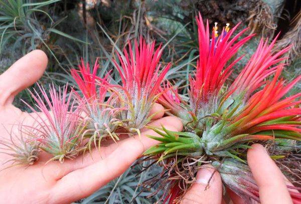 Tillandsia ionantha