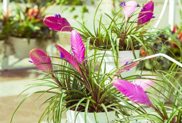 Hausblume
