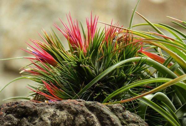 Tillandsia ionantha