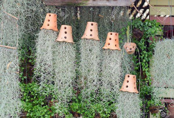 Tillandsia usneoides
