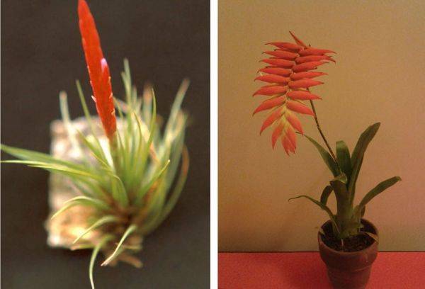Tillandsia dyeriana