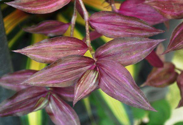 Zebrina purpusii