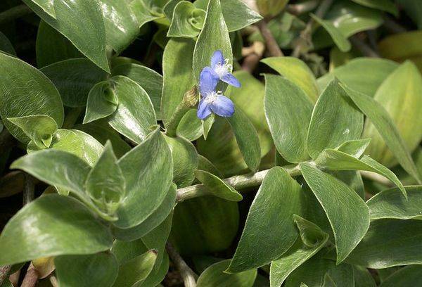 Zebrina flocculosa
