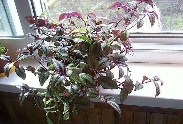 Zebrina auf der Fensterbank