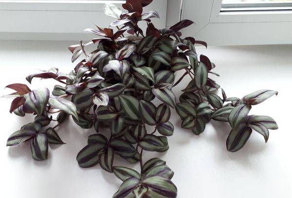 Tradescantie auf der Fensterbank
