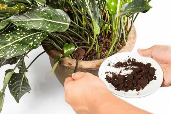 Die Zugabe von Kaffeesatz in den Blumentopf einer Zimmerpflanze