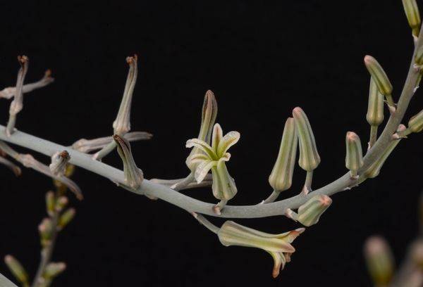 Blüte der Haworthie