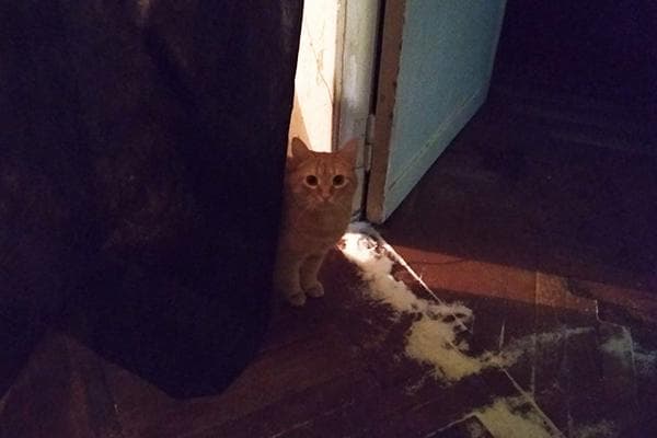 Katze und unter der Tür verstreutes Salz