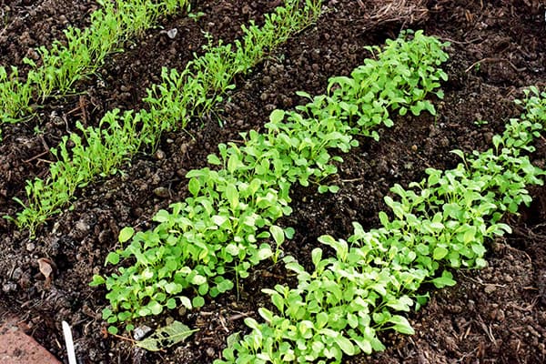 Salatsetzlinge auf den Beeten