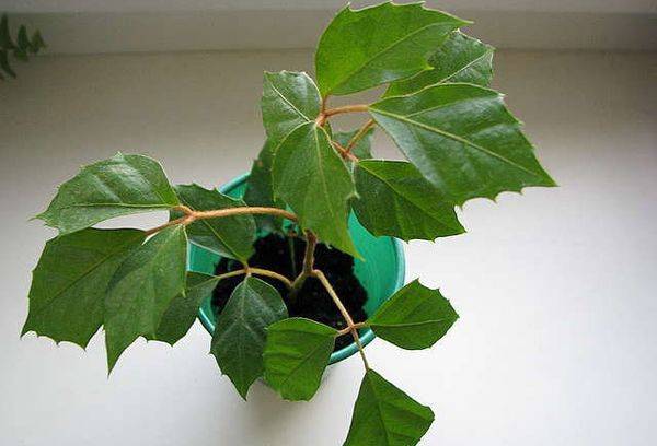 Zissus rhombifolia