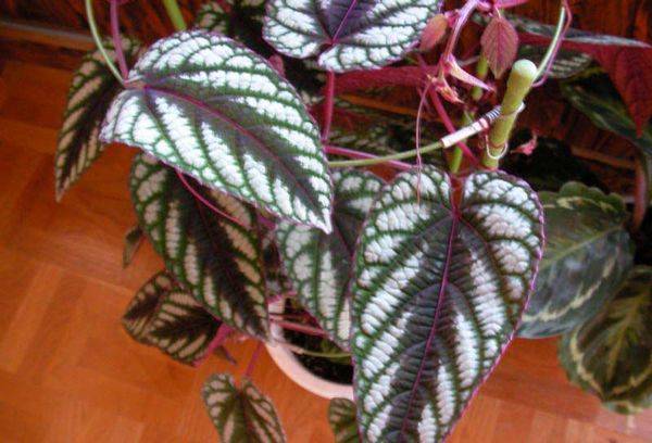 Efeutute bunt (Discolor)