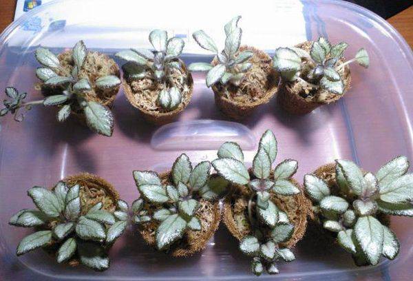 Vermehrung der Episcia