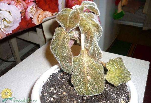 Die Episcia ist vertrocknet