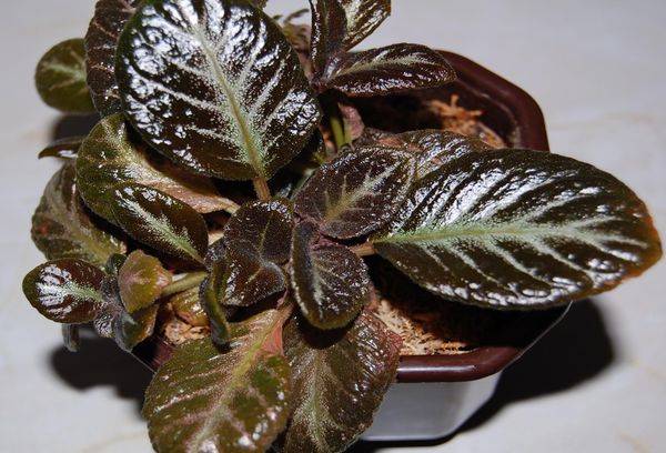 Episcia 'Schokoladensoldat'