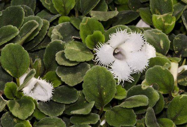 Weiße Blüte der Episcia