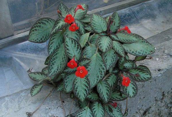 Kriechende Episcia