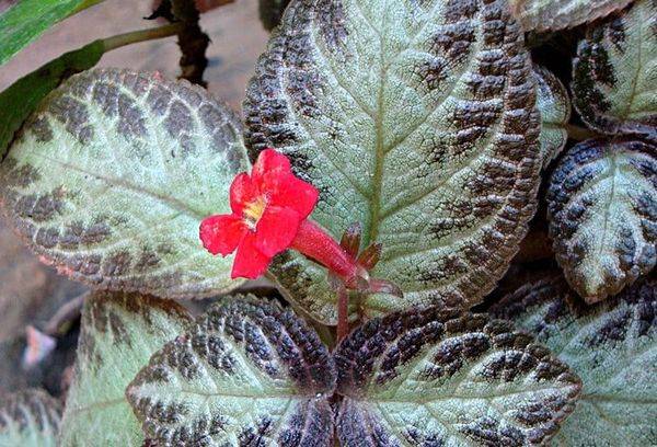 Episcia 'Waldliebe'