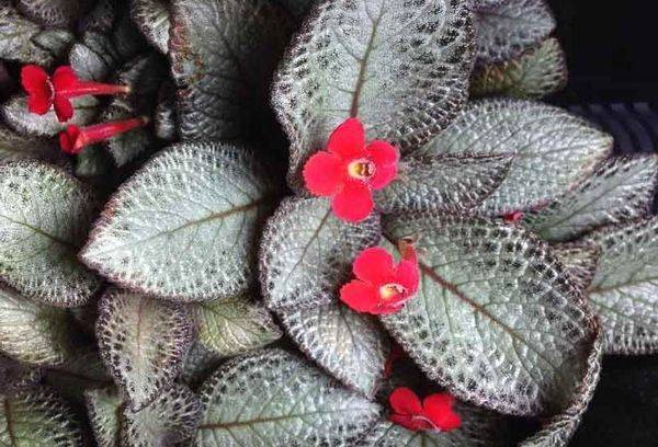 Episcia 'Silberner Schimmer'