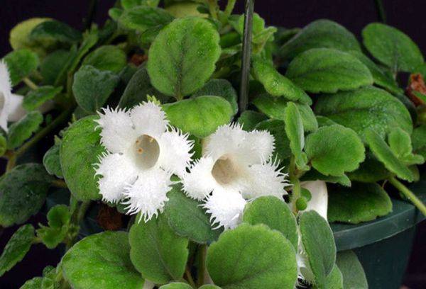 Nelkenblättrige Episcia