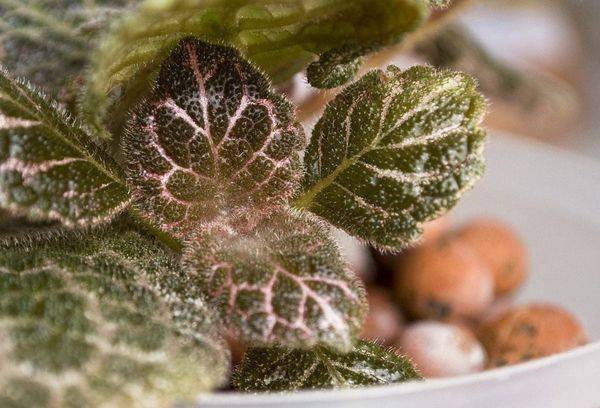 Episcia cupreata