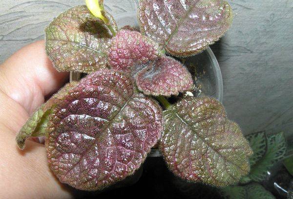 Episcia cupreata