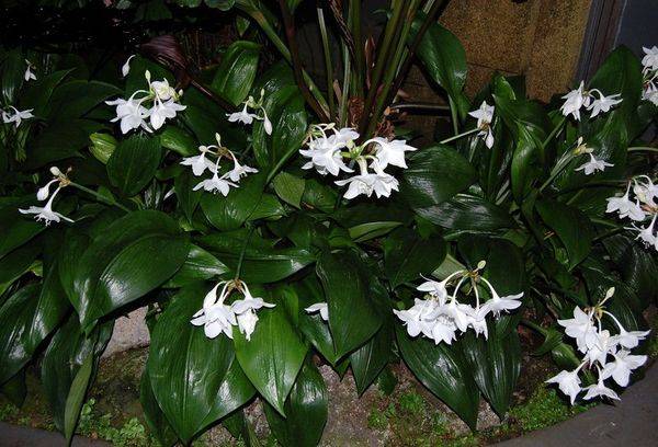 Zarte und stilvolle Eucharis