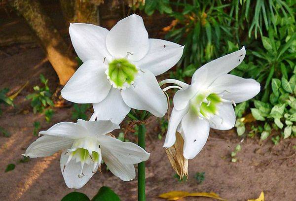 Eucharis weiß