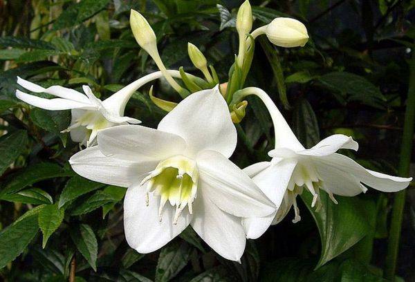 Eucharis Sanderi