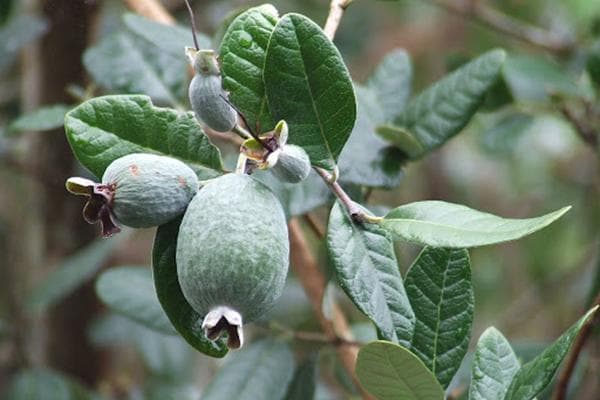 Feijoa-Früchte am Baum