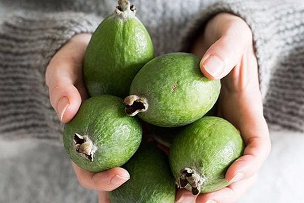 Große Feijoa-Früchte