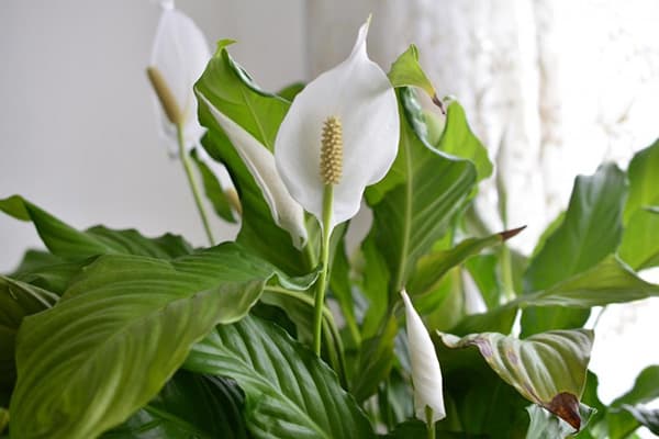 Blume „Frauenglück“