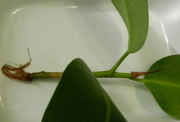 Vermehrung des Ficus