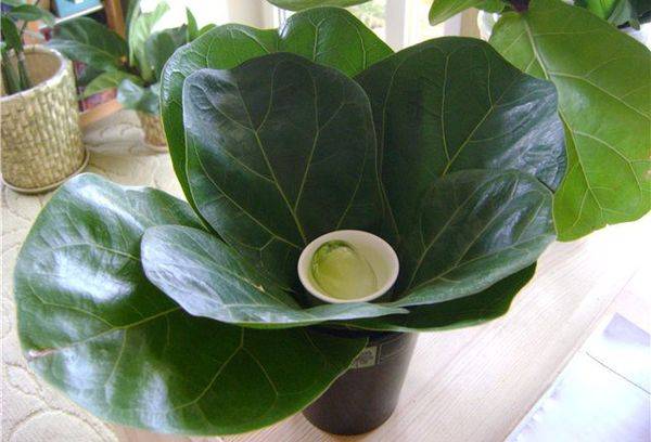 Ficus-Pflanze