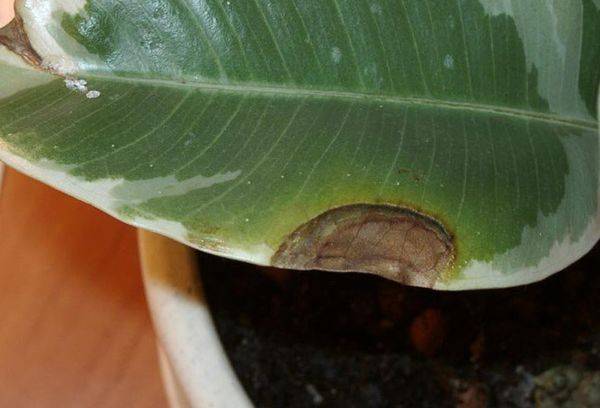 Krankheiten des Ficus