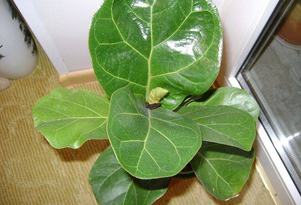 Ficus Lyrata