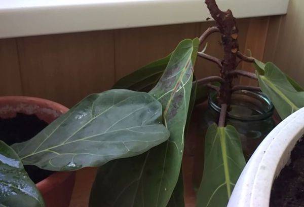 Vermehrung des Ficus