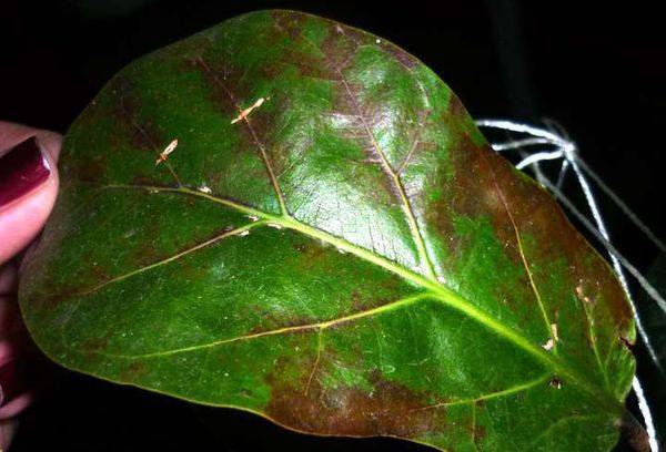 Krankheiten des Ficus