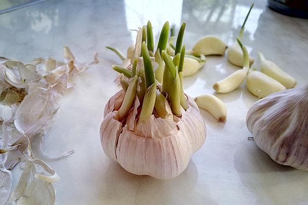 Gekeimter Knoblauch