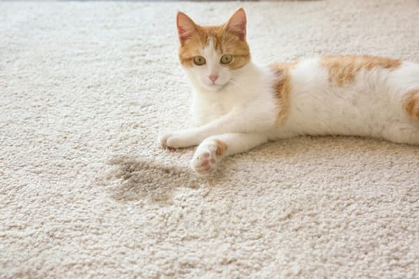 Die Katze hat auf den Teppich gemacht