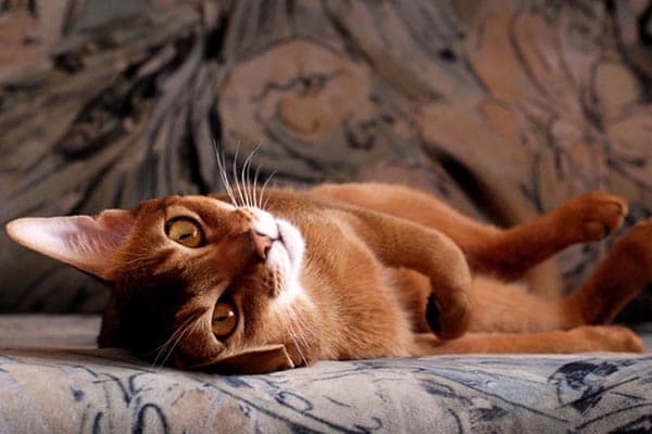Die Katze auf dem Sofa