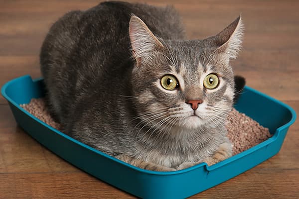 Katze in zu kleinem Katzenklo
