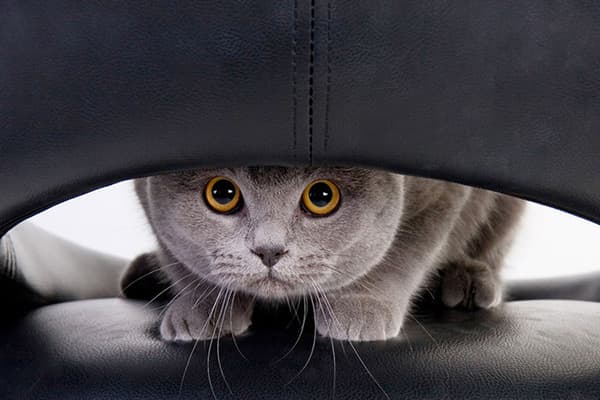 Verängstigte Katze