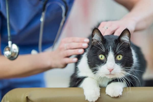 Katze bei der tierärztlichen Untersuchung