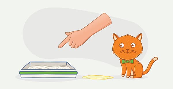 Gewöhnung des Kätzchens an das Katzenklo